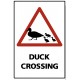 Duck Crossing