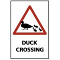 Duck Crossing